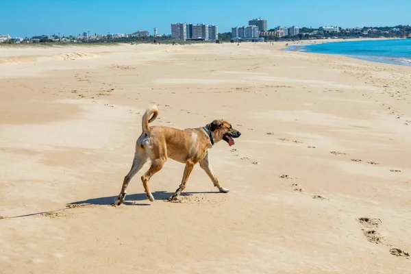 Marrón Estrela Perro Montaña Descansa Playa Bajo Cielo Despejado Playa —  Fotos de Stock