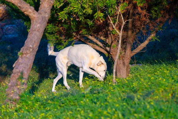 Vuxen Estrela Bergshund Korning Ljus Trädgården Portugal — Stockfoto