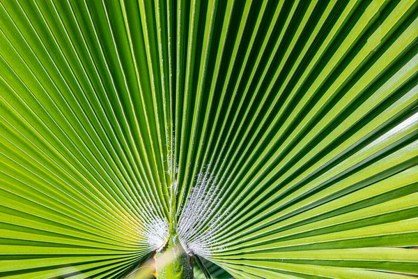 Achtergrond Van Harmonische Structuur Van Een Palmblad Met Lichteffect — Stockfoto