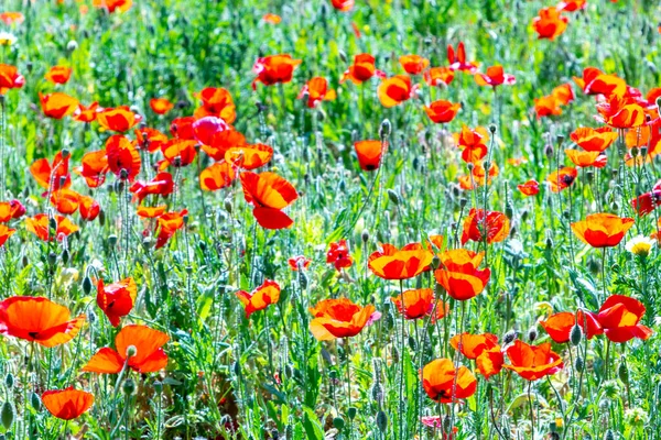 明亮的罂粟花在明亮的阳光下在草地上呈红色 — 图库照片