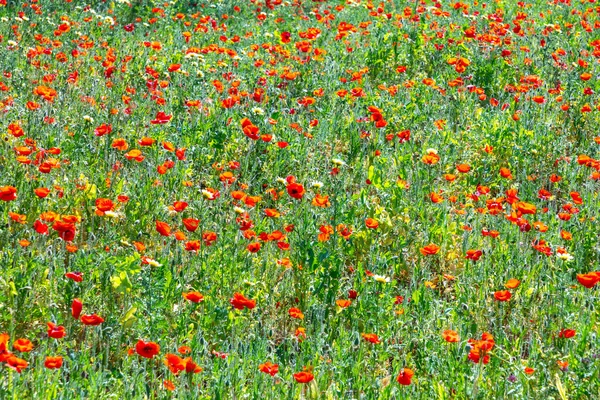 Fleurs Pavot Lumineux Rouge Prairie Dans Lumière Vive — Photo