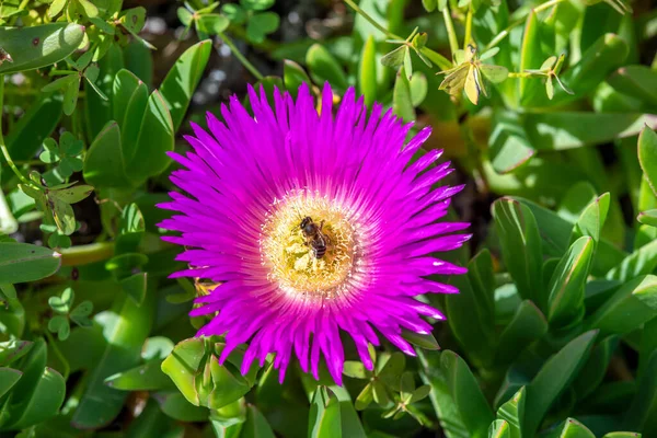 Méhek Nektárt Keresnek Virágzó Lila Virágban — Stock Fotó