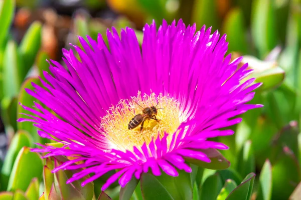 Pszczoła Poszukuje Nektaru Kwitnącym Fioletowym Kwiatku — Zdjęcie stockowe