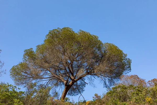 Vecchio Albero Eucalipto Sotto Cielo Azzurro Chiaro — Foto Stock