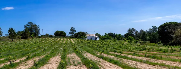 Vineyard Small Vine Plants Spring Algarve Portugal — Stock Photo, Image