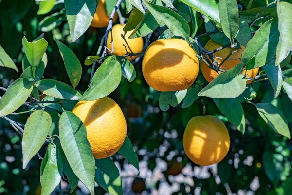 Rijp Oranje Hangend Aan Sinaasappelboom Onder Blauwe Lucht — Stockfoto