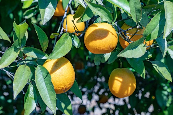 Naranja Madura Colgando Naranjo Bajo Cielo Azul —  Fotos de Stock