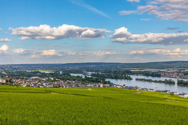 Naturskönt Vingårdslandskap Med Utsikt Över Floden Rhen Ruedesheim Tyskland — Stockfoto