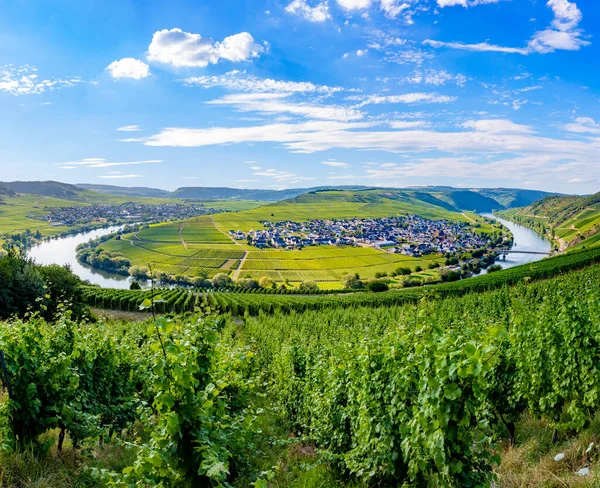 Γραφική Βρόχο Του Ποταμού Moselle Στο Leiwen Trittenheim Στη Γερμανία — Φωτογραφία Αρχείου