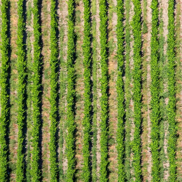 構造化された背景としての風光明媚なブドウ園レイウェン トリッテンハイム — ストック写真