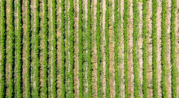 構造化された背景としての風光明媚なブドウ園レイウェン トリッテンハイム — ストック写真