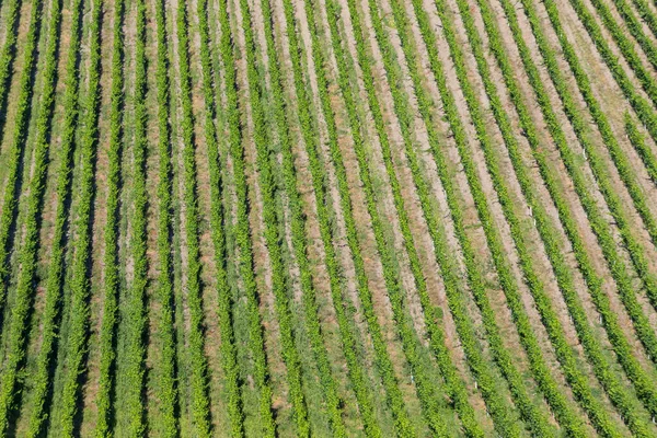 Viñedo Escénico Como Fondo Estructurado Leiwen Trittenheim — Foto de Stock