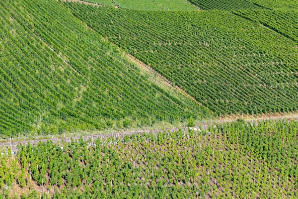 Scenic Vineyard Structured Background Leiwen Trittenheim — Stock Photo, Image