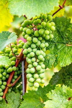 Asmalı üzüm bağları Almanya 'nın Moselle Vadisi' ndeki tepelik bölgede yetişir.