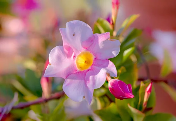 Λεπτομέρεια Από Λουλούδι Hollyhock Απαλά Χρώματα — Φωτογραφία Αρχείου