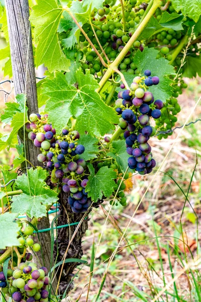 Viñedo Con Vid Crece Zona Montañosa Valle Del Mosela Alemania —  Fotos de Stock