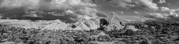 Landscape Joshua Trees Joshua Tree National Park — Stock Photo, Image