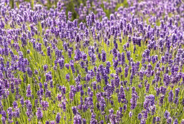 畑のラベンダーの開花の詳細 — ストック写真
