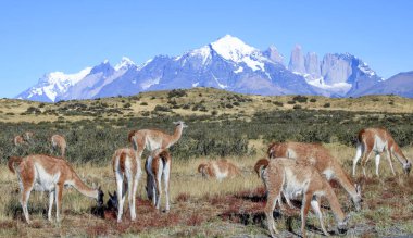 Fitz Roy 'un Arjantin' deki manzarası ön planda otlayan lamalarla