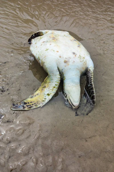 Big Dead Turtle Beach Argentina — Stock Photo, Image