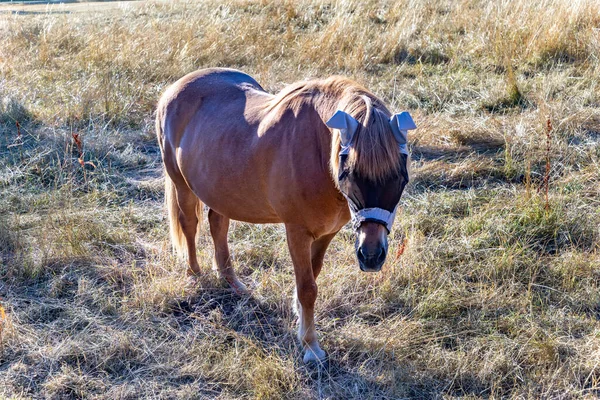 Jeune Cheval Brun Avec Protection Solaire Aux Oreilles Prairie — Photo