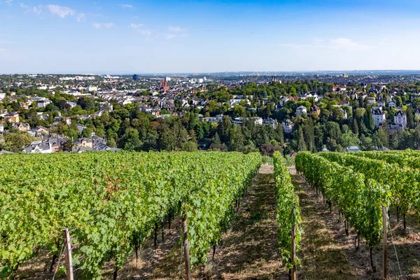 德国威斯巴登 从北部的Neroberg山上可以看到 游客可以看到全城的全景 葡萄园是远景 马可基奇站在城市的天际线上 — 图库照片