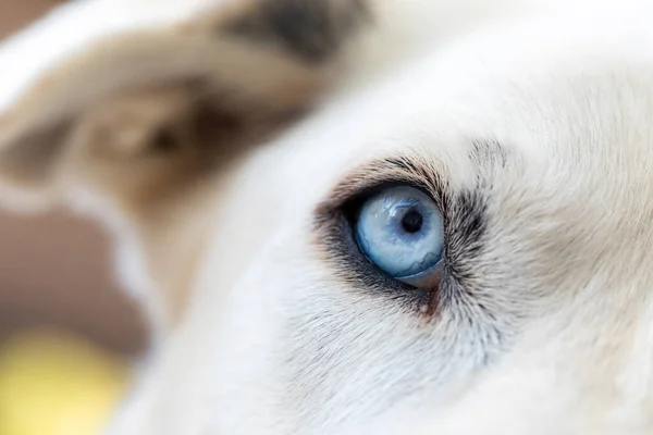 Detail Blue Eye White Dog Looking You — Stock Photo, Image