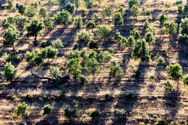 Portekiz 'in Algarve bölgesinde yetişen yaşlı zeytin ağaçları