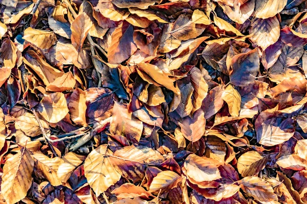 Taunus Ormanında Sonbahar Havasında Parlak Güneşin Altındaki Yaprakların Ayrıntıları — Stok fotoğraf