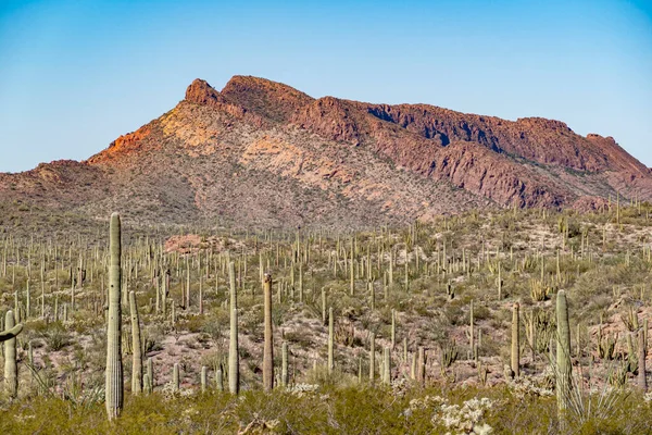 Cactussen Van Arizonas Sonoran Desert Staan Als Een Groot Stil — Stockfoto