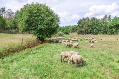 Koyunlar yeşil çayırlarda otluyor.