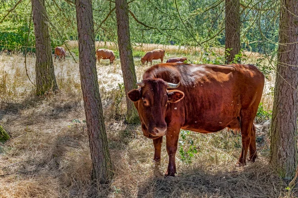 Grandes Vacas Marrons Pastando Floresta — Fotografia de Stock