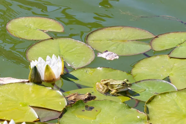 frogs enjoy the sun at a water lily leaf in the lake