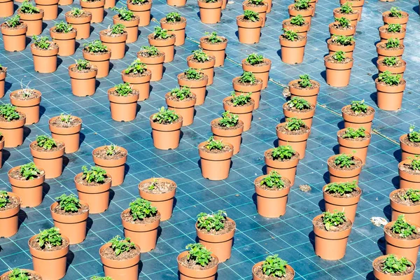 Veel Jonge Planten Groeien Tuin Rode Klei Potten Met Water — Stockfoto