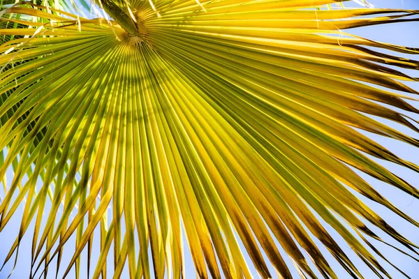 Фон Гармонической Структуры Пальмового Листа Световым Эффектом — стоковое фото
