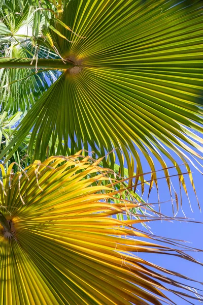 Bakgrund Harmonisk Struktur Ett Palmblad Med Ljuseffekt — Stockfoto