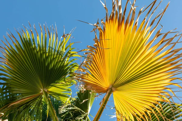 Achtergrond Van Harmonische Structuur Van Een Palmblad Met Lichteffect — Stockfoto