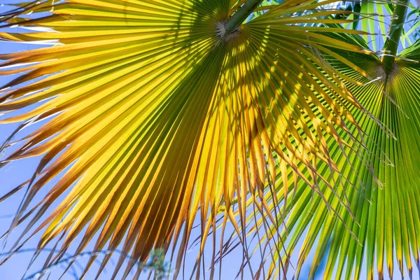 Bakgrund Harmonisk Struktur Ett Palmblad Med Ljuseffekt — Stockfoto