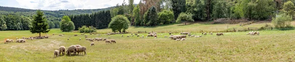 Ovelhas Estão Pastando Prado Verde — Fotografia de Stock