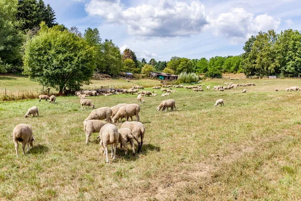 Ovce Pasou Zelené Louce — Stock fotografie