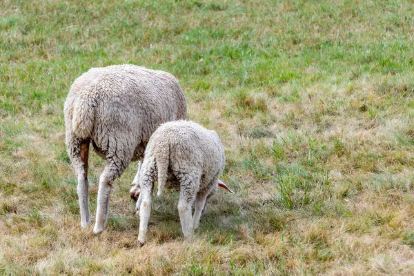 Les Moutons Pâturent Dans Prairie Verte — Photo