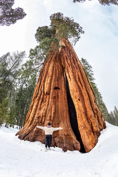 Oude Grote Sequoia Boom Sneeuw Sequoia Boom Nationaal Park Met — Stockfoto