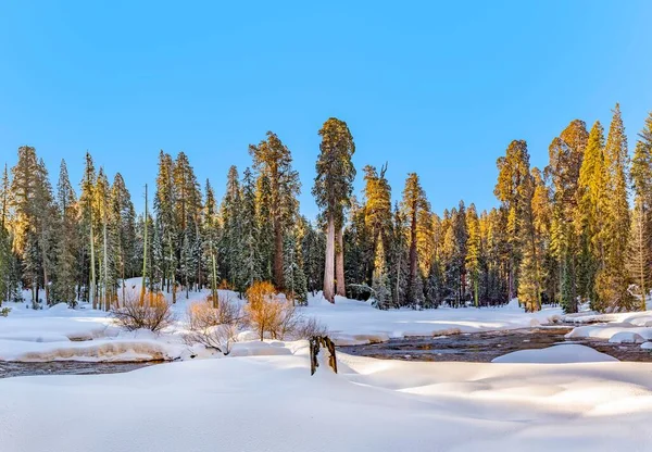 Paisagem Inverno Cênica Com Sequoia Árvores Parque Nacional Sequoia Árvore — Fotografia de Stock