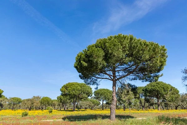 Φελλόδεντρα Στην Περιφέρεια Algarve Της Πορτογαλίας — Φωτογραφία Αρχείου