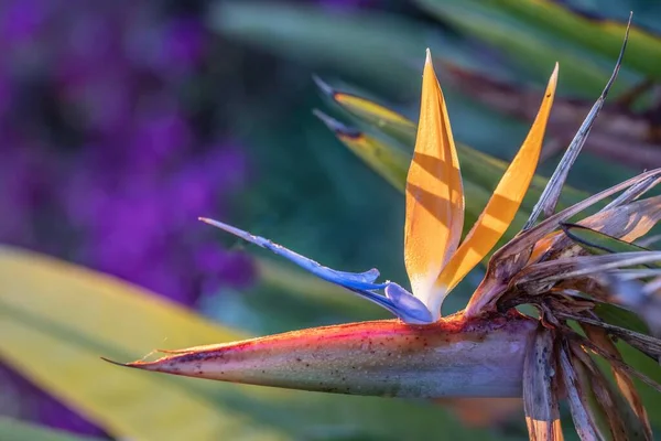 정원에 아름다운 줄무늬 식물의 — 스톡 사진