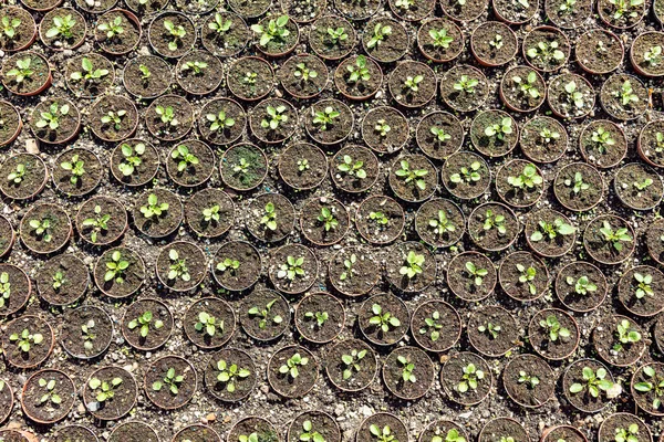 Seed Plants German Greenery — Stock Photo, Image