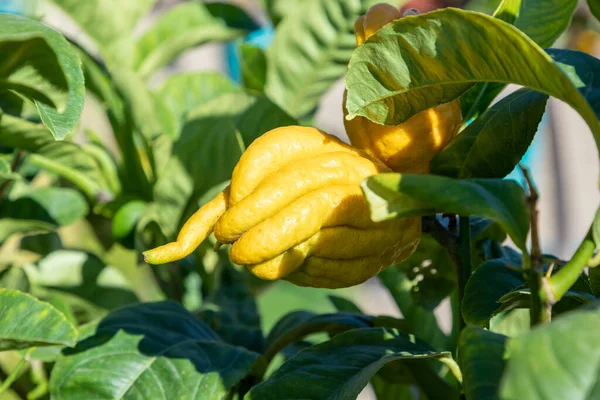 Gelbe Zitrusfrucht Medica Auch Buddhas Hand Reif Baum — Stockfoto