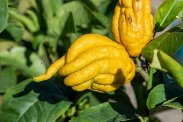 Yellow Citrus Medica Also Called Buddhas Hand Ripe Tree — Stock Photo, Image