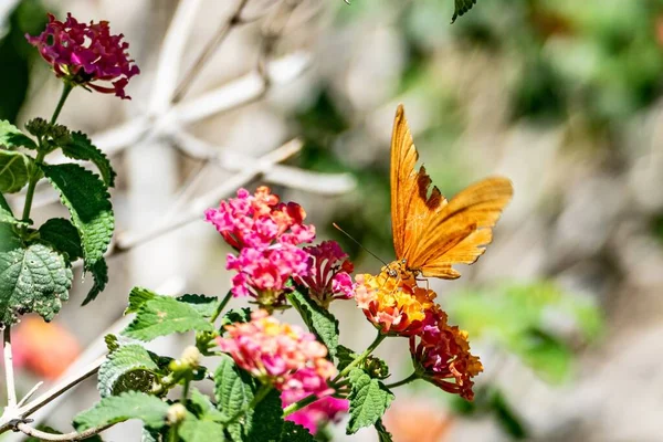 Vlinder Een Knop Zuigt Nectar Uit Bloem Het Regenwoud Costa — Stockfoto