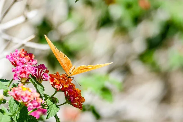 Vlinder Een Knop Zuigt Nectar Uit Bloem Het Regenwoud Costa — Stockfoto